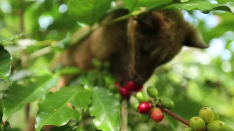 A Civet Coffee On The Tree Stock Footage 72370178