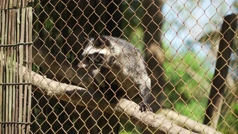 Civet Stock Footage 209443409