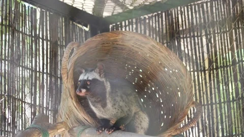 Civet Stock Footage 209443742