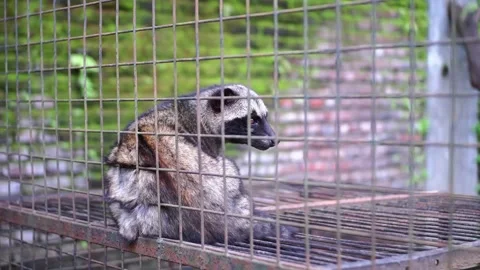 Civet Stock Footage 229822127
