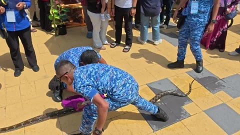 Civil Defence Force Demonstrating Large Python Handling to Public Stockbeeldmateriaal 339901777