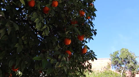 Civil Orange Tree Stock Footage 55186463