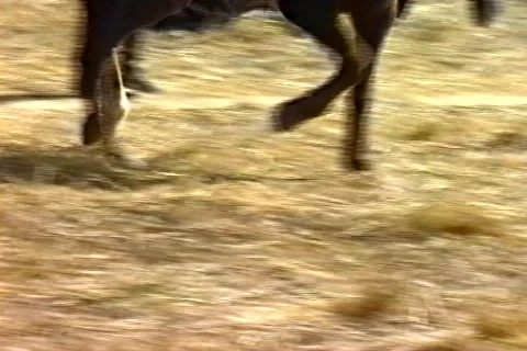 Civil war horse  Stock Footage 299532