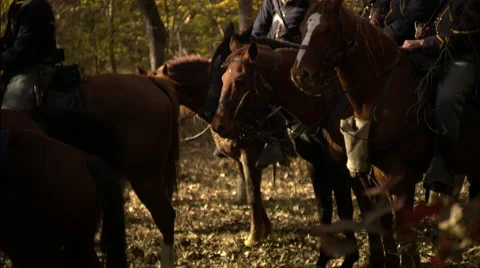 Civil war horses Stock Footage 40480084