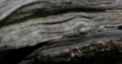 Civil War Time Split Rail Fence with Grass Field Slow Tilt Up, 4K Vídeos de archivo 68412426