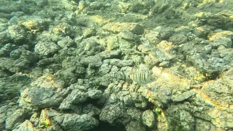 Cizgilibalik Stock Footage 332646208