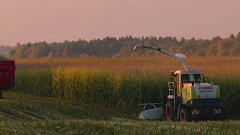 Claas Jaguar corn harvesting machine working in the farming field, Slovenia Stock Footage 163761624