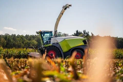 Claas Jaguar in a field of corn Stock Photos