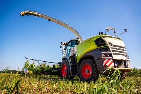 Claas Jaguar in a field of corn Stock Photos