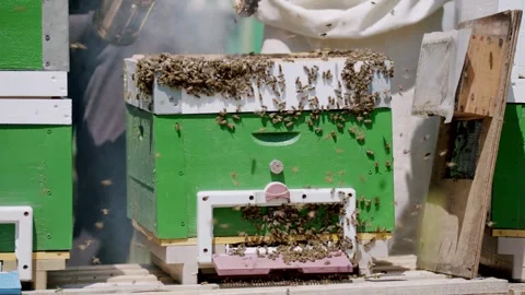 Clad in protective gear beekeepers expertly harvest honey from combs on apiary Stock Footage 274849685