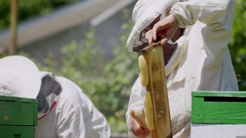 Clad in protective suits two beekeepers harvest honey from hive extracting Stock Footage 268906203