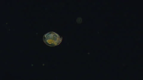 Cladocera in dark field 스톡 동영상 68635410