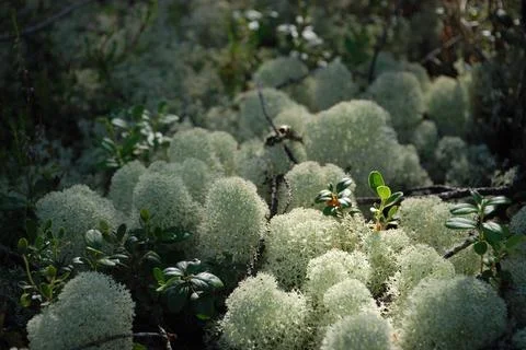 Cladonia cervus in the forest. Stock Photos