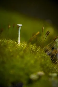 Cladonia chlorophaea, common name pixie cup lichen, in mature fruiting stage Stock Photos