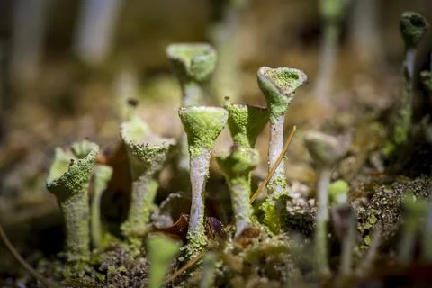 Cladonia chlorophaea, common name pixie cup lichen, in mature fruiting stage Stock Photos