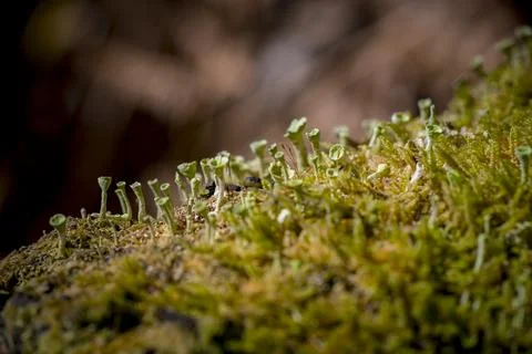 Cladonia chlorophaea, common name pixie cup lichen, in mature fruiting stage Stock Photos