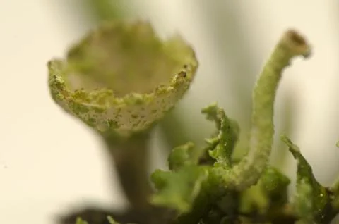 Cladonia Stock Photos