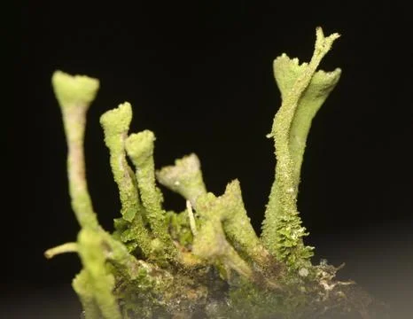 Cladonia Stock Photos
