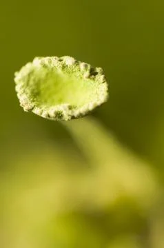 Cladonia Stock Photos