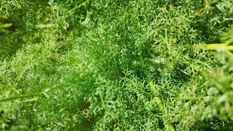 Cladonia Subtenuis Stock Footage 328642169