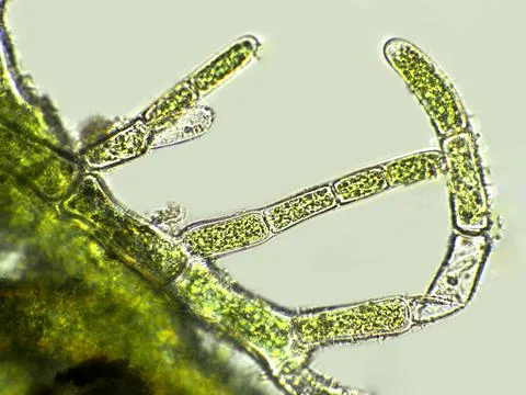 Cladophora sp. algae under microscopic view, Filamentous green algae Stock Photos