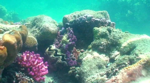 Clam and reef Stock Footage 330748