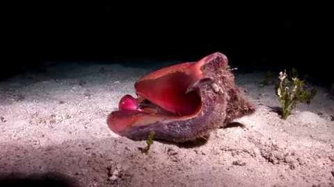 Clam with beautiful shell at bottom of sandy Caribbean sea close-up. Stock Footage 235000872