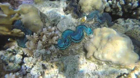 Clam closes when the camera approaches Video stock 119636966