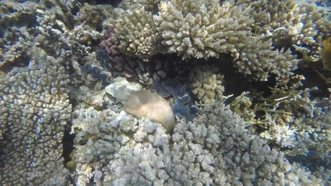 Clam closes when the camera approaches Stock Footage 119637119