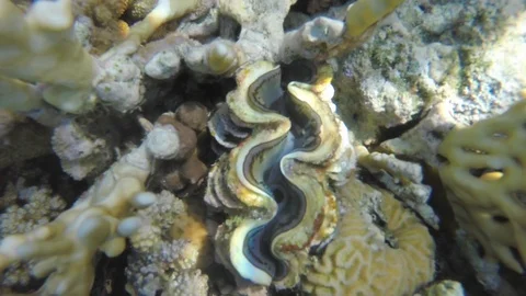 Clam closes when the camera approaches Stock Footage 119638179