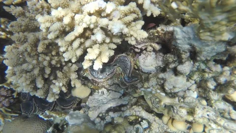 Clam closes when the camera approaches Stock Footage 119638518