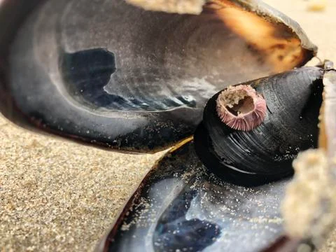 Clam CloseUp Stock Photos