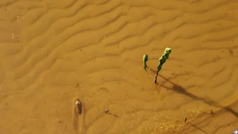 Clam crawls on a yellow sandy bottom in clear water. Time-lapse  Stock Footage