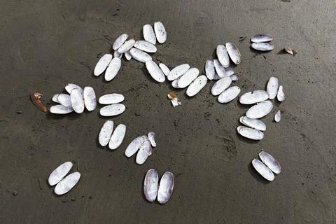 Clam Dig Stock Photos