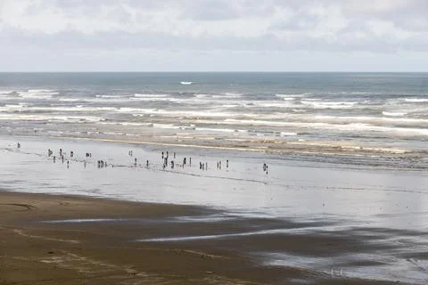 Clam Dig Stock Photos