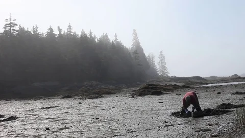 Clam digger in maine Stock Footage 83462682