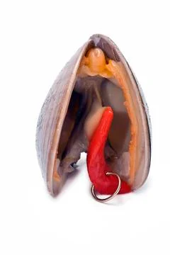 Clam with earring. Stock Photos