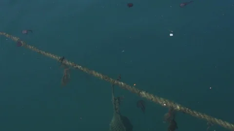 Clam farm Stock Footage 122737743