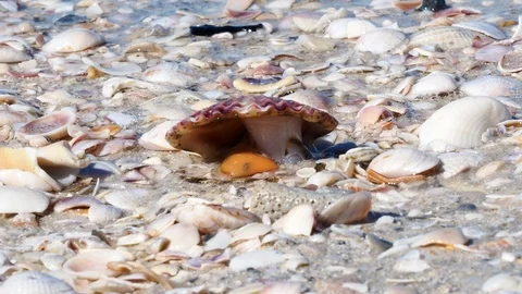 Clam feeding on the beach. Stock Footage 124622095