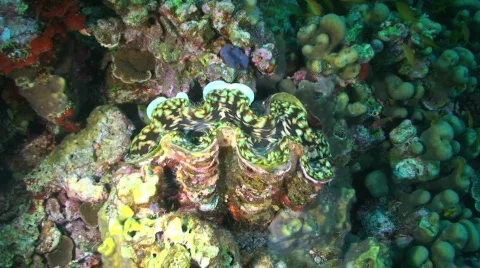 Clam Stock Footage 350937