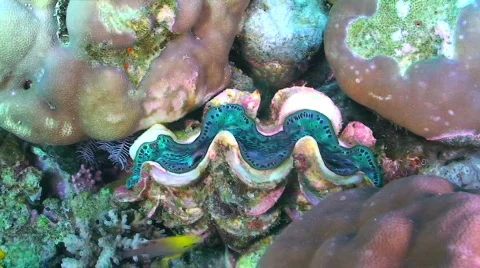 Clam Stock Footage 351891