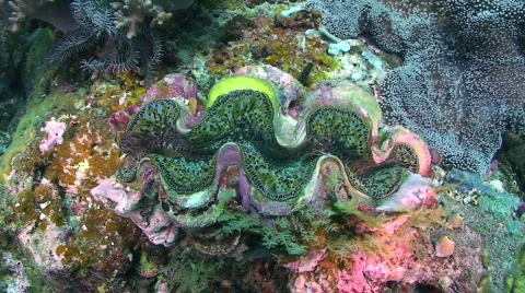 Clam  Stock Footage 352057