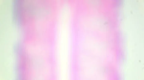 Clam gill under the microscope (Clam Gill C.S.), Full HD Stock Footage 47057541