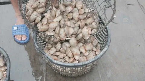 Clam harvest Stock Footage 85278035