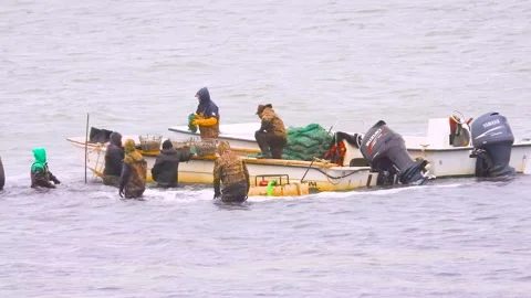 Clam Harvesting Stock Footage 144789681