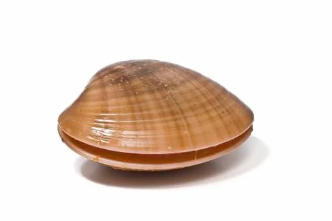 Clam. Stock Photos