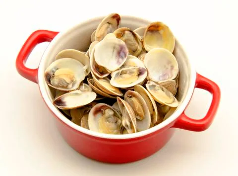 Clam Stock Photos
