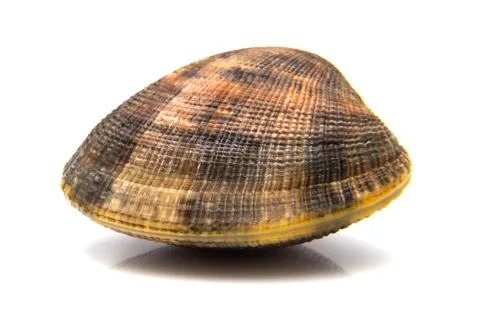 A clam Stock Photos