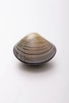 Clam Stock Photos