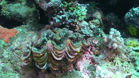 Clam Pulsating 動画素材 351991